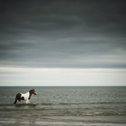 lensblr-network:  Horse in Sea, Alnmouth,