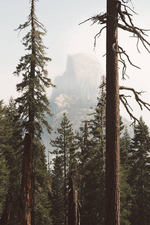 forehsts:abovearth:Yosemite Wilderness by Brendan Lynch -breathe-