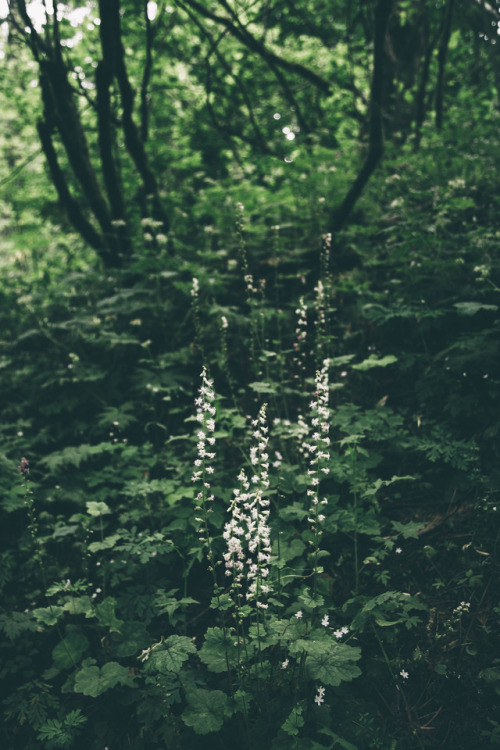 hannahkemp: Hiking//Oregon May 2017 Prints//Instagram