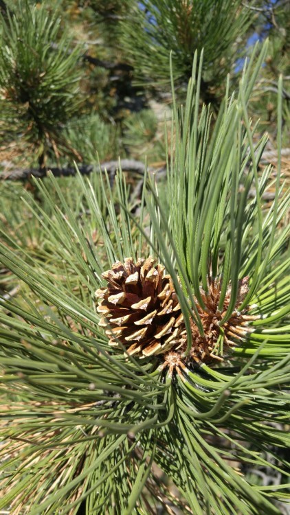 Pinus ponderosa is in the family Pinaceae. Commonly known as Ponderosa pine, or western yellow pine,