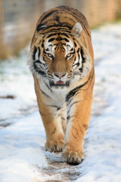 wavemotions:  Amur Tiger, Yorkshire Wildlife