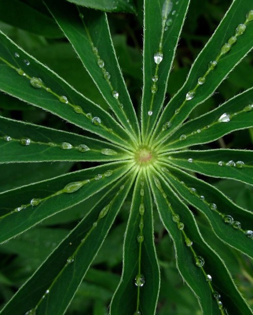 sixtysexyandfit:  Lupine leaf after rain