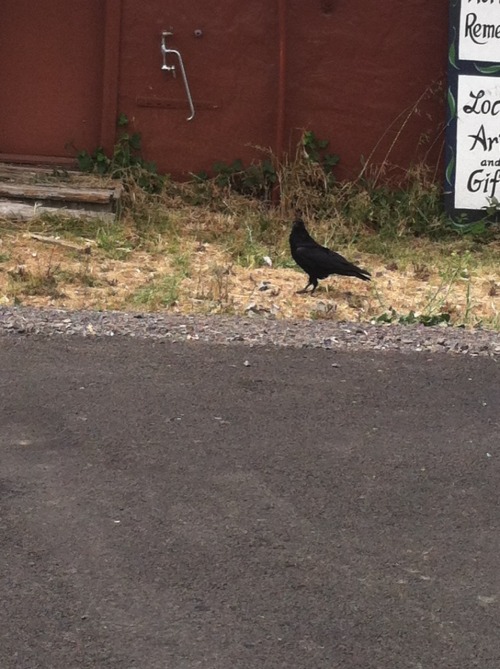 paradife-loft:today, as far as I can remember, is the first time I have seen a raven in real life.in