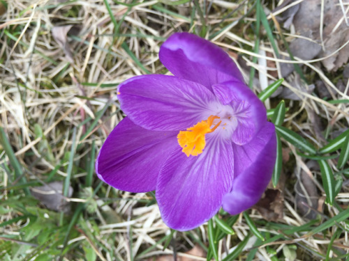 Spring Flowers, St. John’s