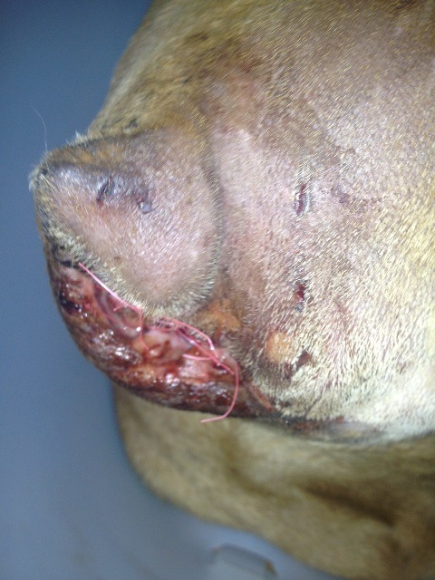 fundapetmiracle:  If anyone is able to re-blog this so we can get Bronx some help, it would be greatly appreciated. Bronx is two year old pit bull who was on the euthanasia list at San Pedro Shelter.  Second Chance Rescue drove from Vegas to save his