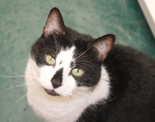 animalcharitiesuk:Cat of the DayZeke, from Freshfields Animal Rescue, Liverpool. Click here for more