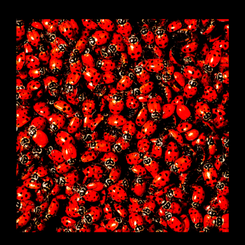 mennyfox55:Rojo  🐞    …..