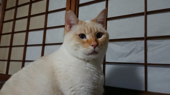 straycatj:  家主は…オレがしょうじにシワをつけたと？ Hey landlady, do you say I crinkled this paper slide door? むー…… Hmmmm…… そうですよ！オレですよ！オレがやりましたよ！ That’s true! I did! I crinkled