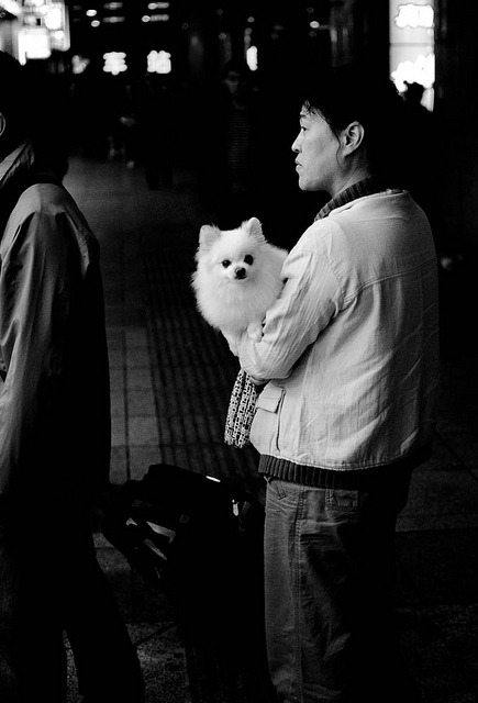 snappingchina:  Dog on Flickr.Dalian Train Station 2012, 大连火车站 2012