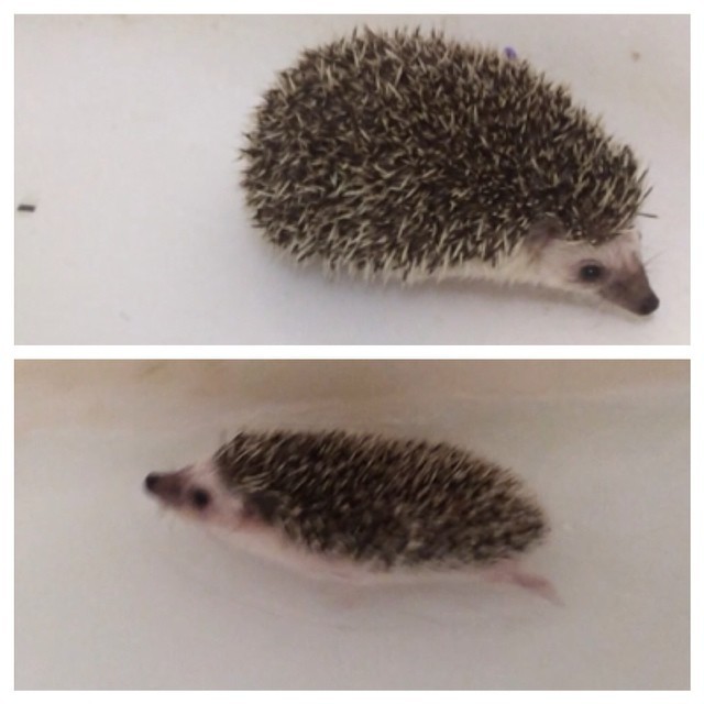Someone got a bath and yummy worms. #porkygero