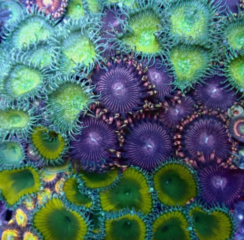 cephalogodess: Does anyone know the names (or even just the family?) of any of these beautiful coral