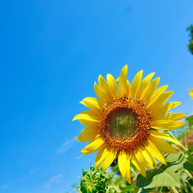 . 夏！ 暑いけど、なんやかんやでこの季節も好き . #生活という思い出 #夏の思い出 #夏 #ひまわり #ヒマワリ #向日葵 #ig_japan #fukuoka #fukuokapics #flowers #flowerstagram #landscapes #lifeisbeautiful #snaps #snapshot #snap #summer #sunflower #sky  (のこのしまアイランドパーク/Nokonoshima Islandpark) https://www.instagram.com/p/CSDbQ9wJeU5/?utm_medium=tumblr #生活という思い出#夏の思い出#夏#ひまわり#ヒマワリ#向日葵#ig_japan#fukuoka#fukuokapics#flowers#flowerstagram#landscapes#lifeisbeautiful#snaps#snapshot#snap#summer#sunflower#sky