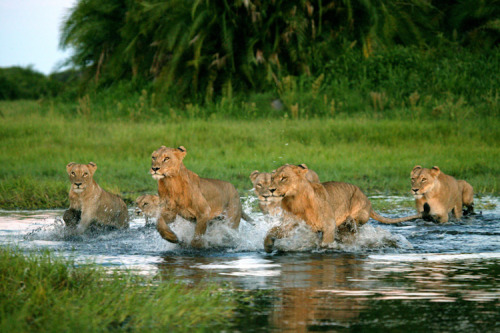    Acclaimed photographer and filmmaker Beverly Joubert took these shots during the filming of The Last Lions.  In The Last Lions, filmmakers Dereck and Beverly Joubert follow the epic journey of a lioness named Ma di Tau (“Mother of Lions”) as