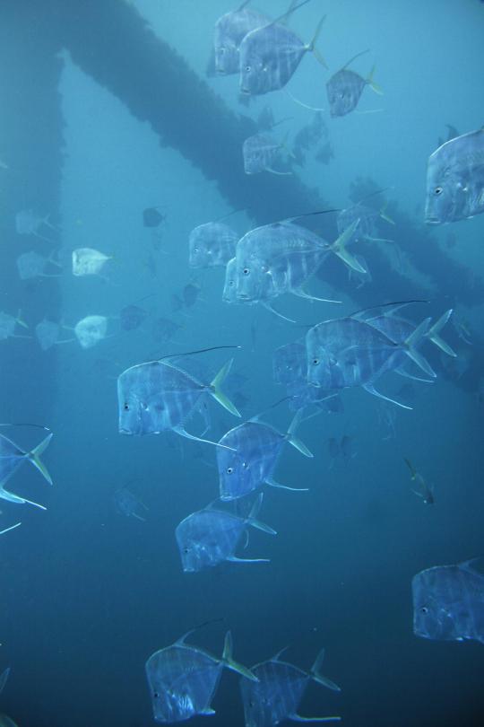 Scientists discover new camouflage mechanism fish use in open ocean