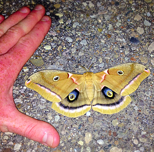 This is a Polyphemus moth I found in a parking lot two weeks ago. They get their name from the Cyclo