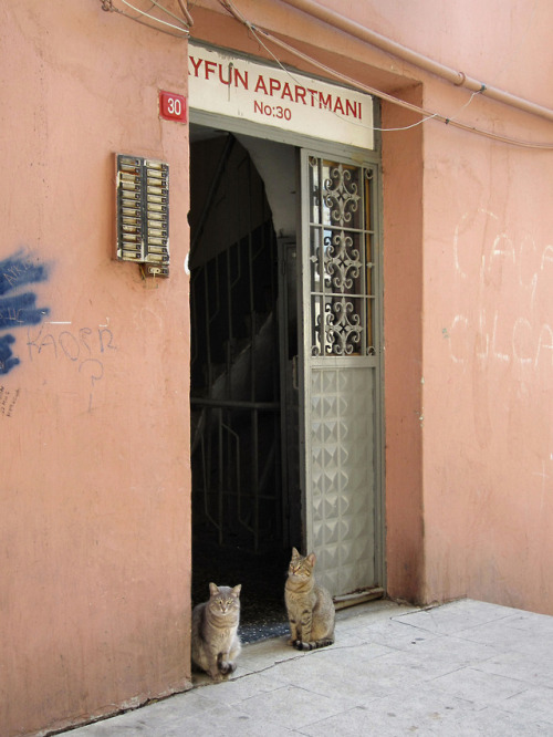 grungeouttakesabstracts:Furry sentriesIstanbul, Turkey - 3/26/11