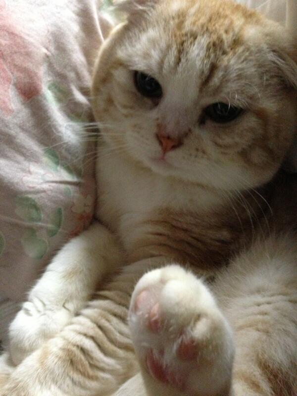 cat-pic:  眠いの｡｡｡ RT あんよ♪ RT かわいい？ 