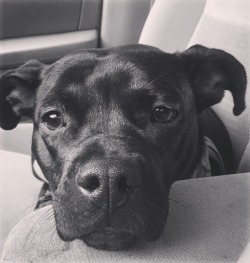 what-a-lesbian:  This is Bolo, our rescued pibble . Someone shot her at least 3 times (we’ve had one of the bullets removed, two are still in her), beat her until her skull was fractured and her hip/pelvis was shattered, and then tied her up and abandoned