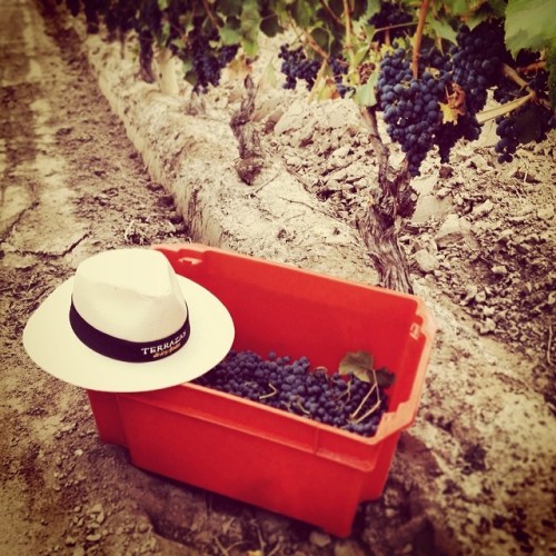 Enjoying the sweet nectar of the grapes maybe more than the wine. (at Las Terrazas Vineyard)