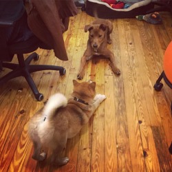 Happygoriley:  Office Dogs At Play! - Happygoriley