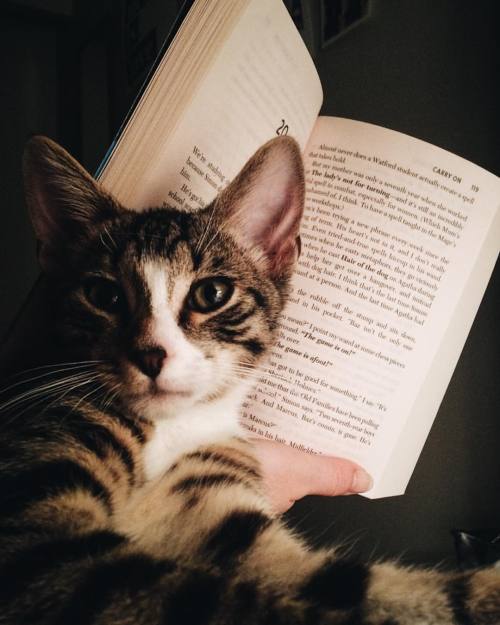 Any time I try to read, use my phone or the computer I get this furry face plopped down in front of 