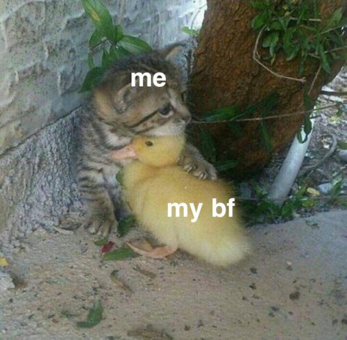 redmutual:sportsy:babyanomie:a collection of bf memes i made for my love @kaiisukes for all the gaye