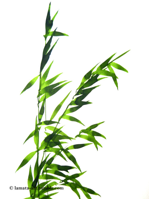 summer bamboo