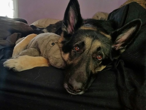 Sex Leonard commandeered my manatee plushie and pictures