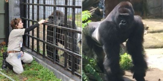 People Believe This Zookeeper's Explanation of Harambe's Death Is the Most Logical One on the Internet Right Now