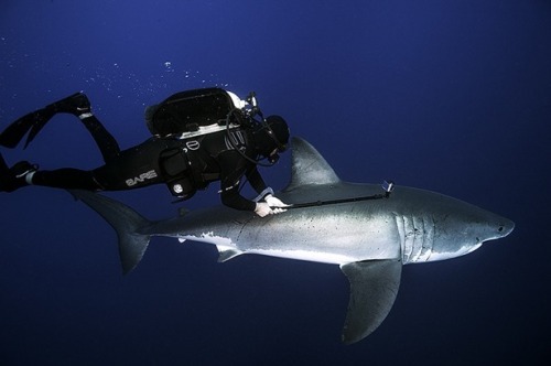 why-animals-do-the-thing: squeeful: princess-fluthermucken: just-your-local-weirdo: Sharks are nice!