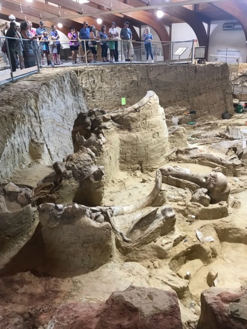 emperor-olsen:The last major stop in South Dakota was at the famous Mammoth Site in Hot Springs, Sou