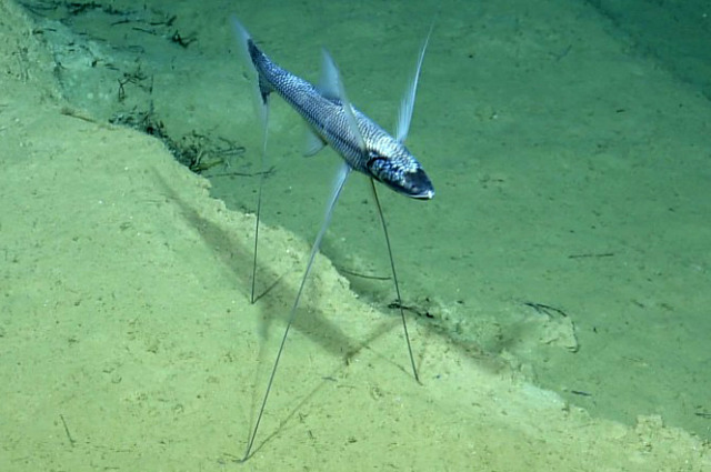 marinebiologyshitposts: