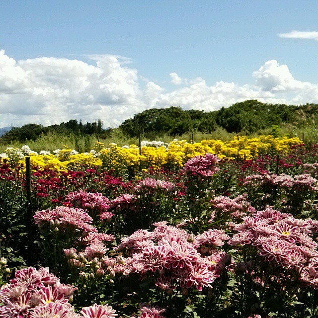 floralls:    by  sumire_fleur   