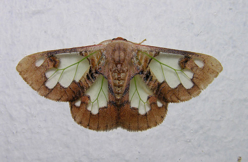 moonfall-requiem:  Carriola ecnomoda by Arthur Anker on Flickr. An unusual “window moth” with green veins visible where scales are absent 