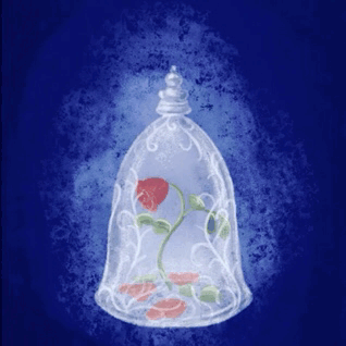 shelbywolf:✨Countdown enchanted rose gifs from the insta ✨Today’s the day!!