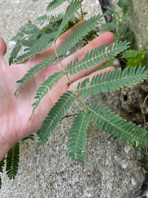 I Have A Fern Growing In My Back Yard! Its My Favorite Species Of Plant. I Love How Cool It Looks With