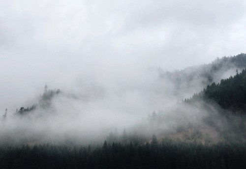 Watching the fog reluctantly pull itself away from the trees.