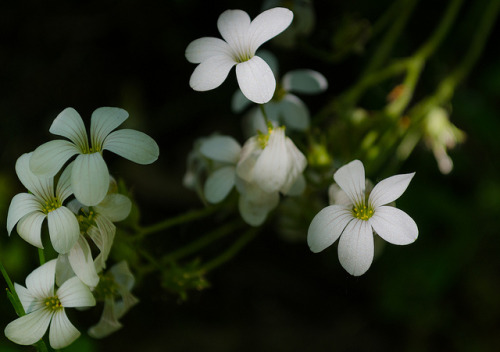 -Flowers in the Forest- / -Flores en el bosque- by alfonso maquedano on Flickr.