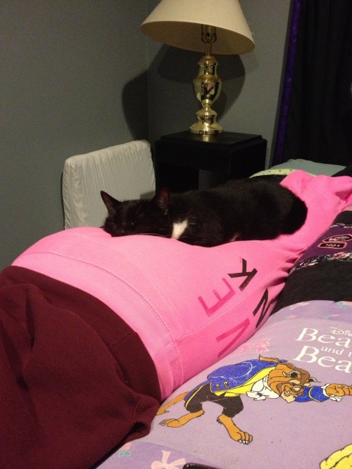 This is my handsome cat Fritz! With a comfy place to sleep :)(submitted by kbdance4ever)