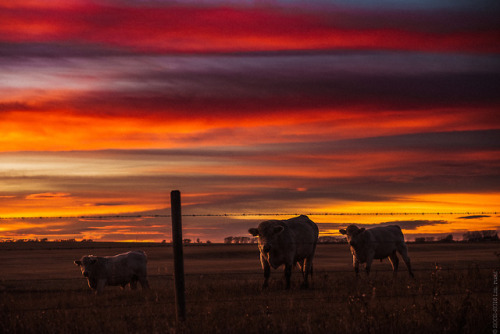 thisherelight:first really great October sunset since I got back. almost makes the nights of sitting praying the sun will pop out under the bottom of the clouds for almost a week–it didn’t–worth it. almost. 