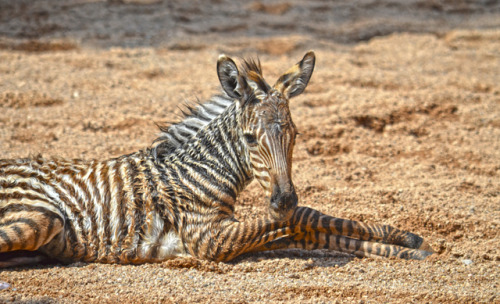 “ Zebra Foal Has Eventful First Day on Earth ” ☛ http://bit.ly/1H4qgBK Photography from 