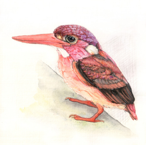 dwarf kingfisher, 10x10cm Philippine dwarf kingfisher (Ceyx melanurus)