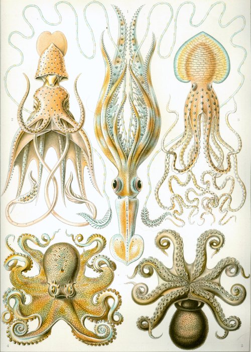 modhero:Ernst Haeckel - Artist, biologist, naturalist.