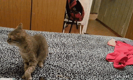 catgifcentral:Startled by a sneeze Cat GIF Central. Your daily dose of funny cat GIFs.
