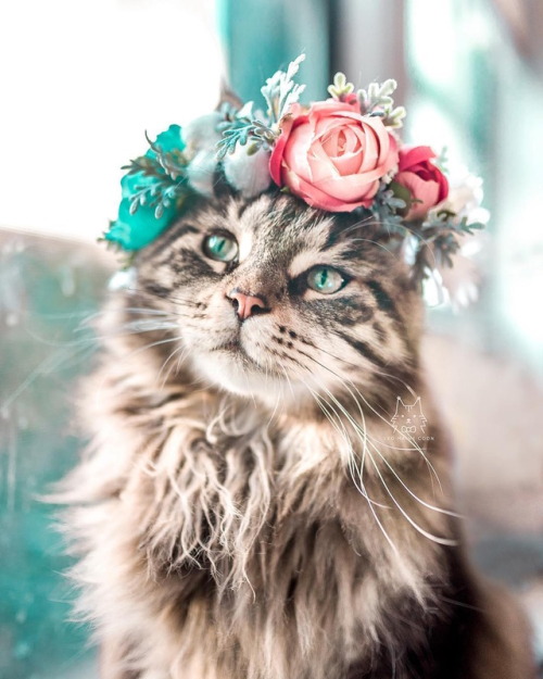 inkxlenses:Leo loves his flower crowns | by leo.mainecoon
