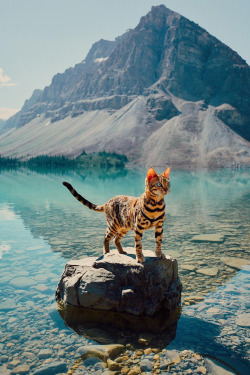 banshy:Bow Lake by Suki The Cat Kitty! owo