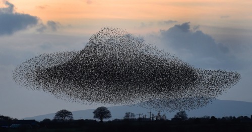 natvrist:staceythinx:Photographer Owen Humphreys captured these images of starling murmurations near