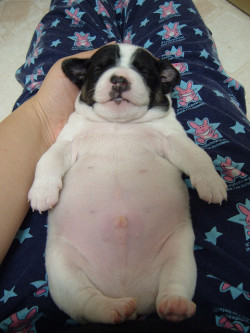 vanjalen:  babygoatsandfriends:  Fat Puppy by poisonedxheart on Flickr.  Lil Gucci gut :’) 