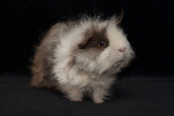 guineapiggies:  Guinea Pig 5(M) (by dkissackpyke)