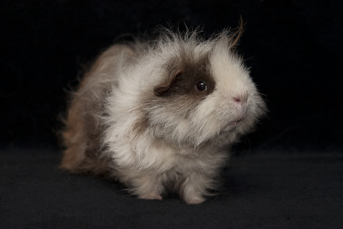 XXX guineapiggies:  Guinea Pig 5(M) (by dkissackpyke) photo